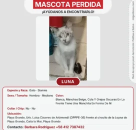 Gato Siamés perdido en La Guaira