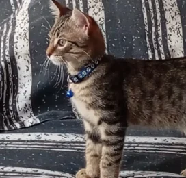 Gato Mestizo perdido en La Guaira