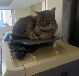 Gato Mestizo perdido en La Guaira