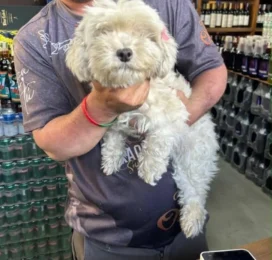 Perro Maltés encontrado en Miranda