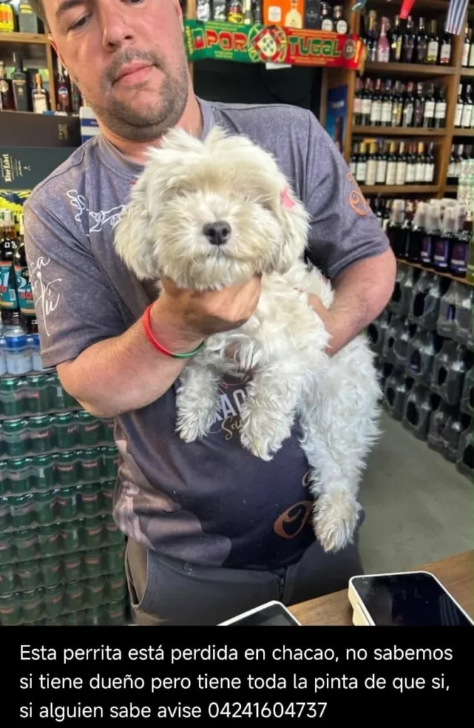 Perro encontrado