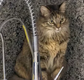 Gato Mestizo perdido en La Guaira