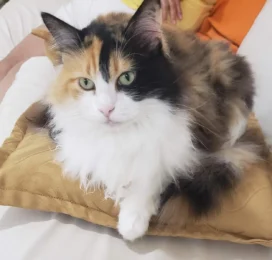 Gato perdido en La Guaira