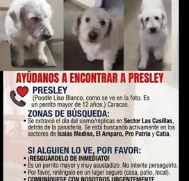 Perro Poodle (Caniche) perdido en Distrito Capital