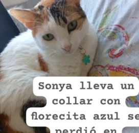Gato Mestizo perdido en La Guaira