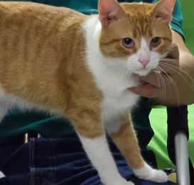 Gato Mestizo perdido