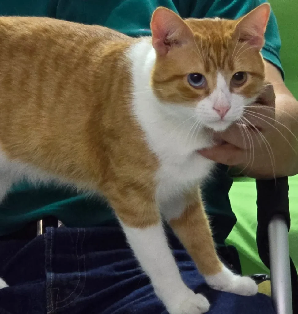 Gatito leo