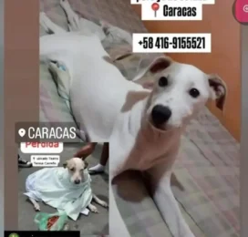Perro perdido en Distrito Capital