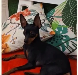 Perro perdido en La Guaira