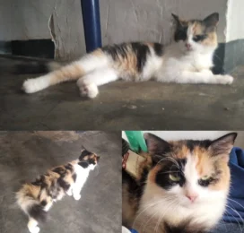 Gato perdido en La Guaira