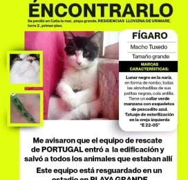 Gato perdido en La Guaira