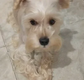 Perro perdido en La Guaira