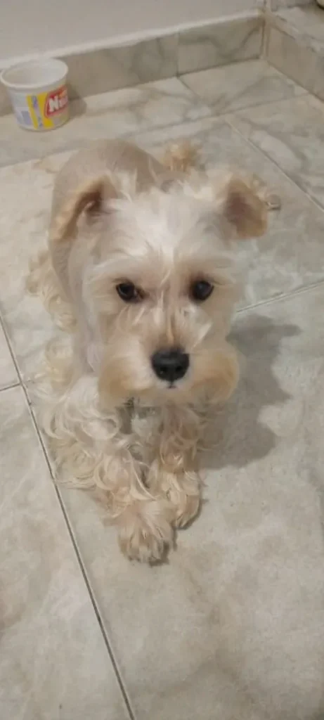 Lía