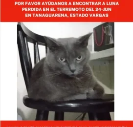 Gato perdido en La Guaira