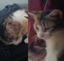 Gato Mestizo perdido