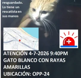 Gato encontrado en La Guaira