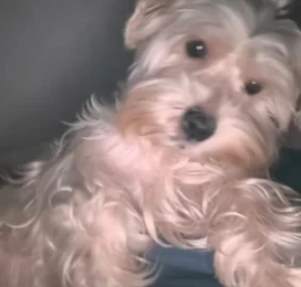Perro Schnauzer perdido en La Guaira