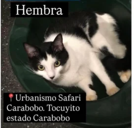 Gato Mestizo perdido en Carabobo
