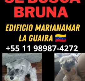 Perro Schnauzer perdido en La Guaira