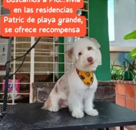 Perro perdido en La Guaira