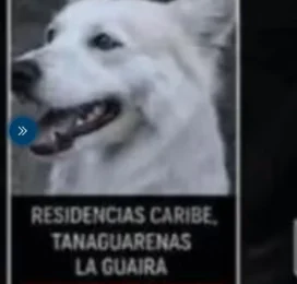 Perro Mestizo perdido en La Guaira