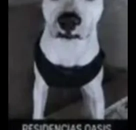 Perro Pitbull perdido en Aragua