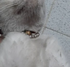 Gato encontrado en Distrito Capital