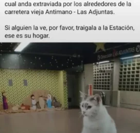 Gato Mestizo perdido en Distrito Capital