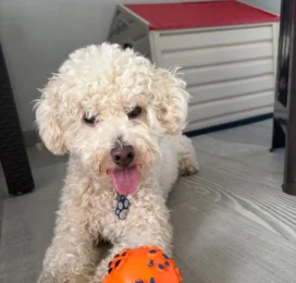 Perro Poodle (Caniche) perdido en La Guaira
