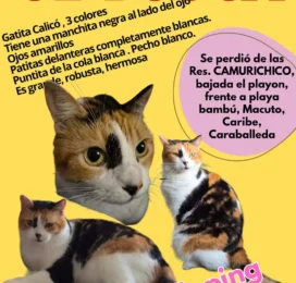 Gato perdido en La Guaira