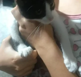 Gato encontrado en Distrito Capital