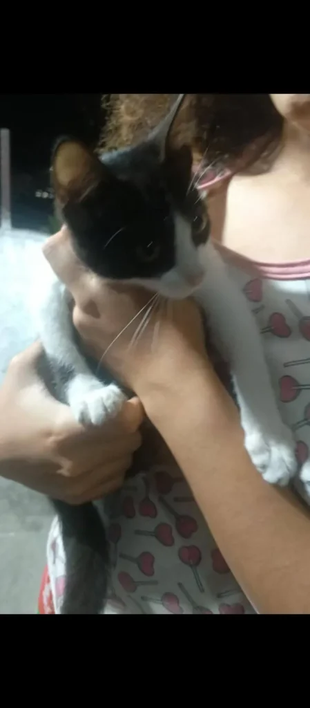Gato encontrado