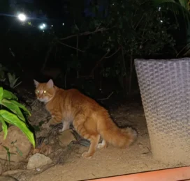 Gato encontrado en Distrito Capital