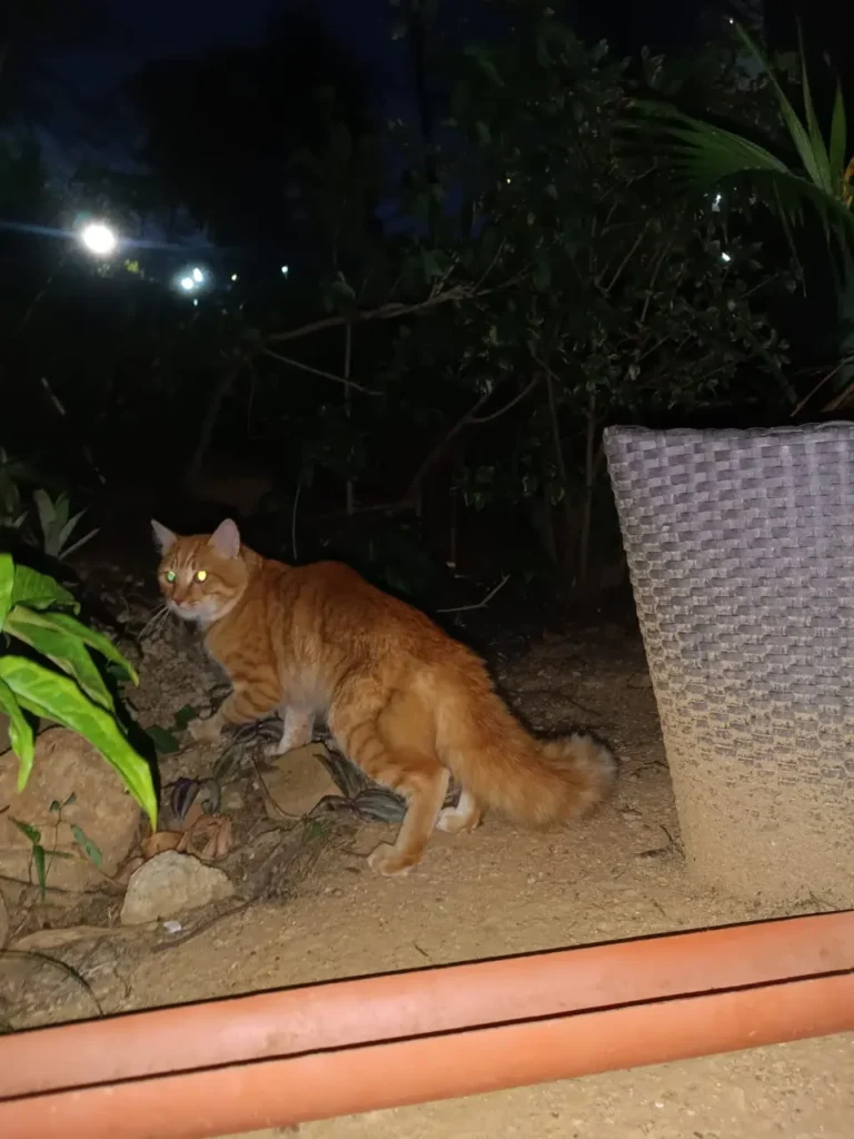 Gato encontrado