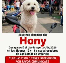 Perro Poodle (Caniche) perdido en Distrito Capital