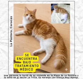 Gato Mestizo perdido en Distrito Capital