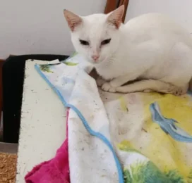 Gato encontrado en Distrito Capital