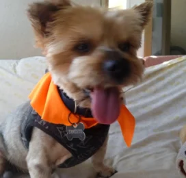 Perro Yorkshire Terrier perdido en La Guaira