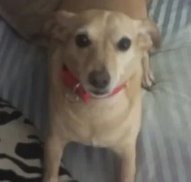 Perro Mestizo perdido