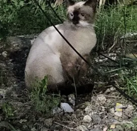 Gato Siamés encontrado en La Guaira