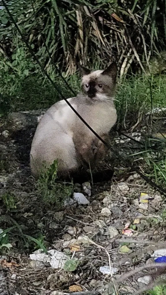 Gato encontrado