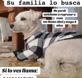 Perro Mestizo perdido en Carabobo