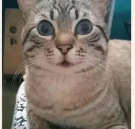 Gato perdido en La Guaira