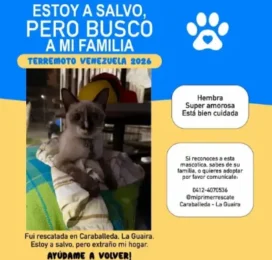 Gato encontrado en La Guaira