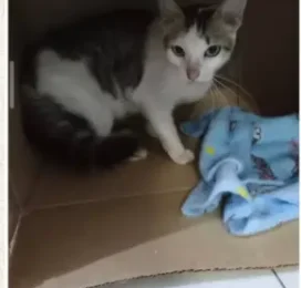 Gato Mestizo encontrado