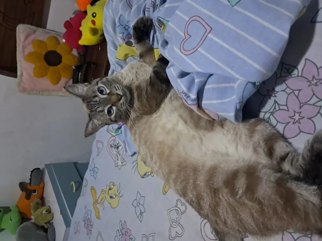 Gato perdido
