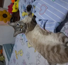 Gato Siamés perdido en Distrito Capital