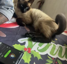 Gato Siamés perdido en Miranda