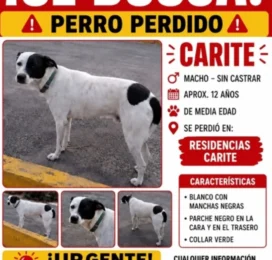 Perro Mestizo perdido