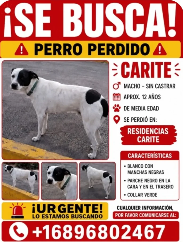 Carite